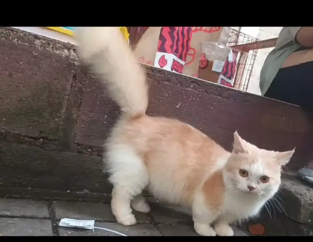 Induk munckin oyen bawa 1 anak