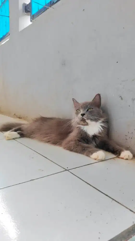 LEPAS ADOP KUCING MIXDOM