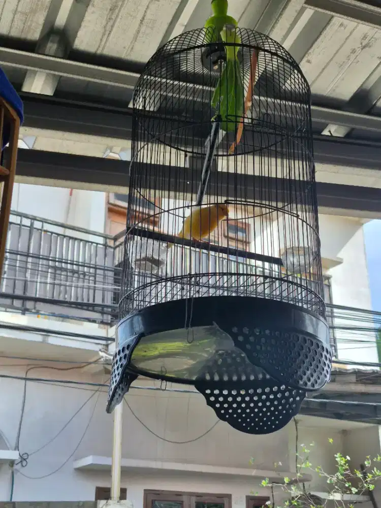 Burung Kenari Gacoran warna cerah