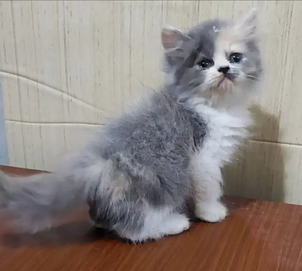 Kucing persia longhair dan exotic