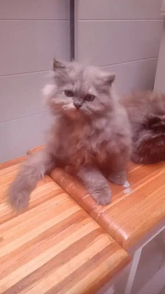 Open adopt anakan kucing persia, ada 4 betina