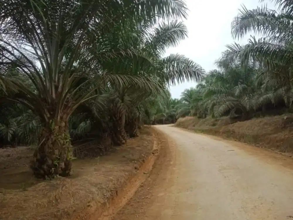 Loker Perkebunan Kelapa Sawit Kalimantan