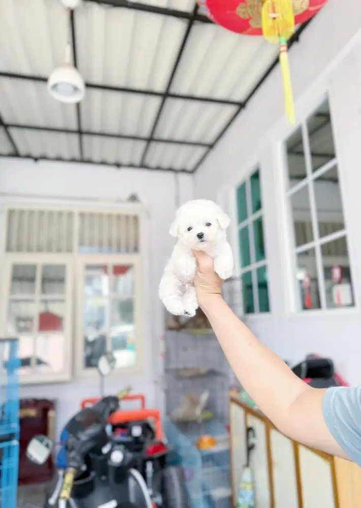 Korea mini bichon bersertifikat bloodline import korea male super cute