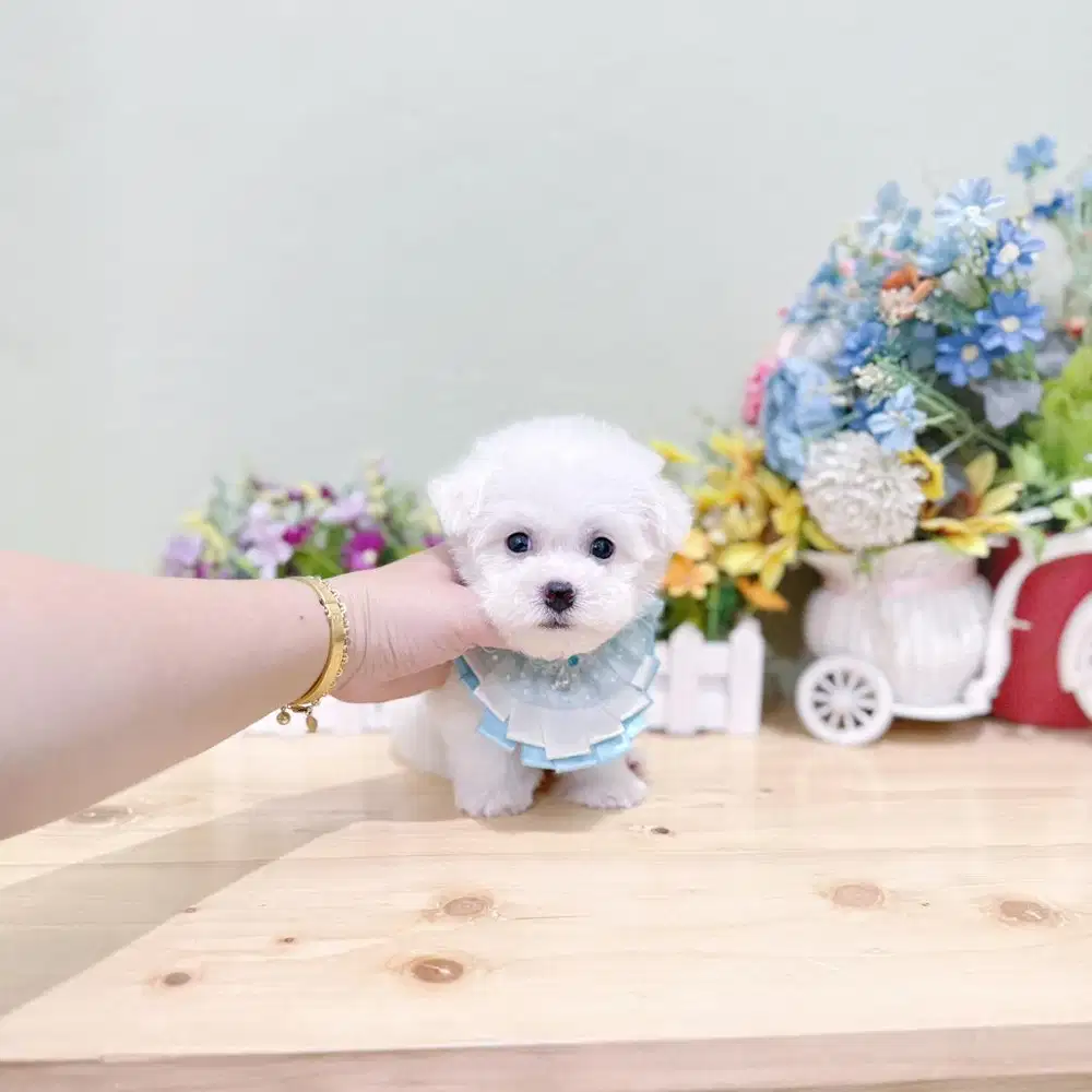 Super cute korean mini bichon male bloodline import korea stb vaksin