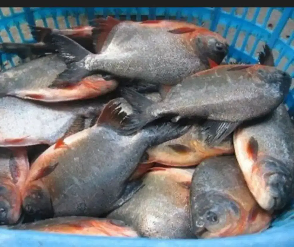 Ikan bawal fresh diobral