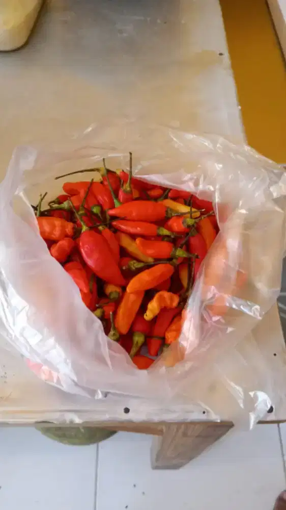 Jualan friedchiken dan geprek