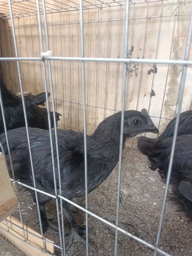 Anak ayam cemani lidah hitam/abu