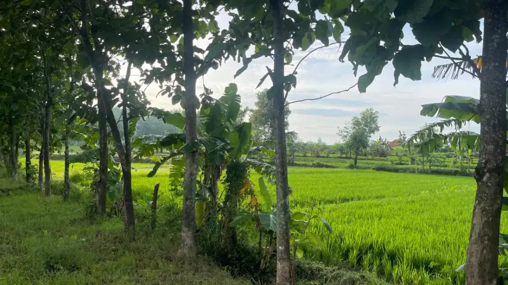 Di jual tanah sawah area sekitar perumahan dan pabrik