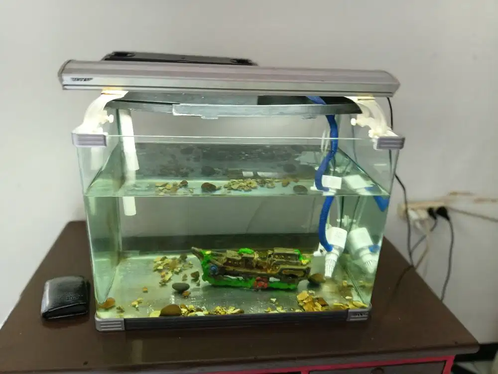 Boyu mulus ukuaran sedang