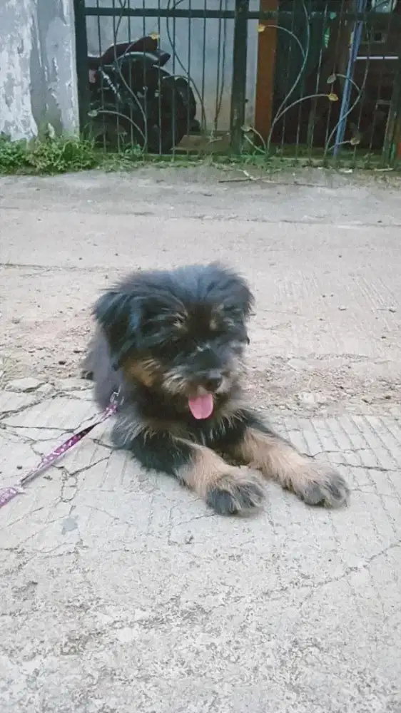 Dijual anjing shih tzu