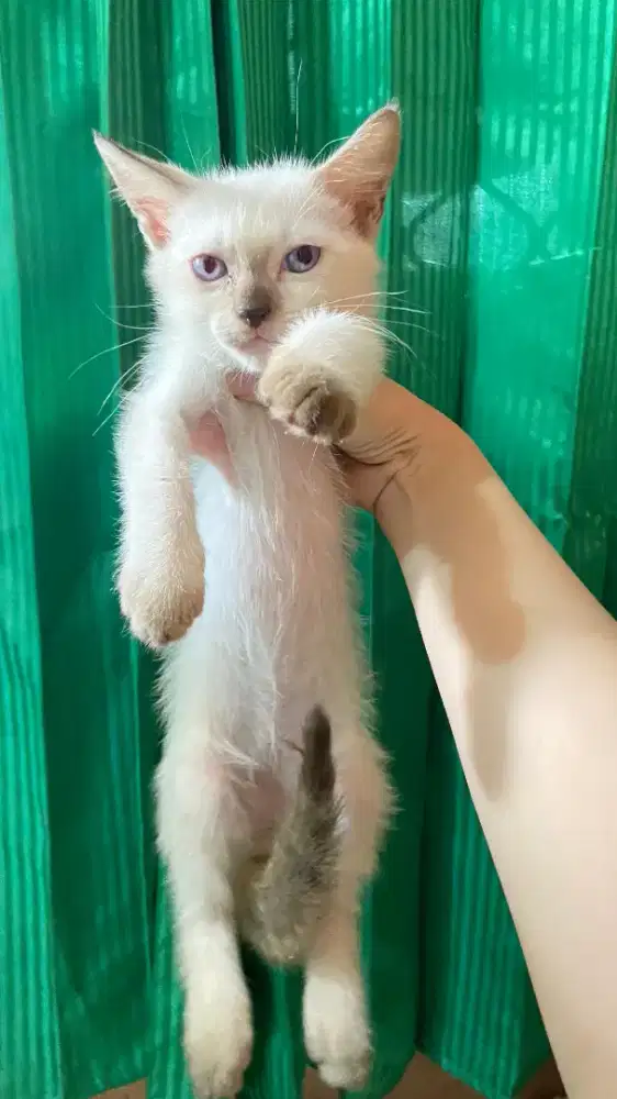 OPEN ADOPT KUCING HIMALAYA SIAM. NETT NO NEGO! (BACA DESKRIPSI)