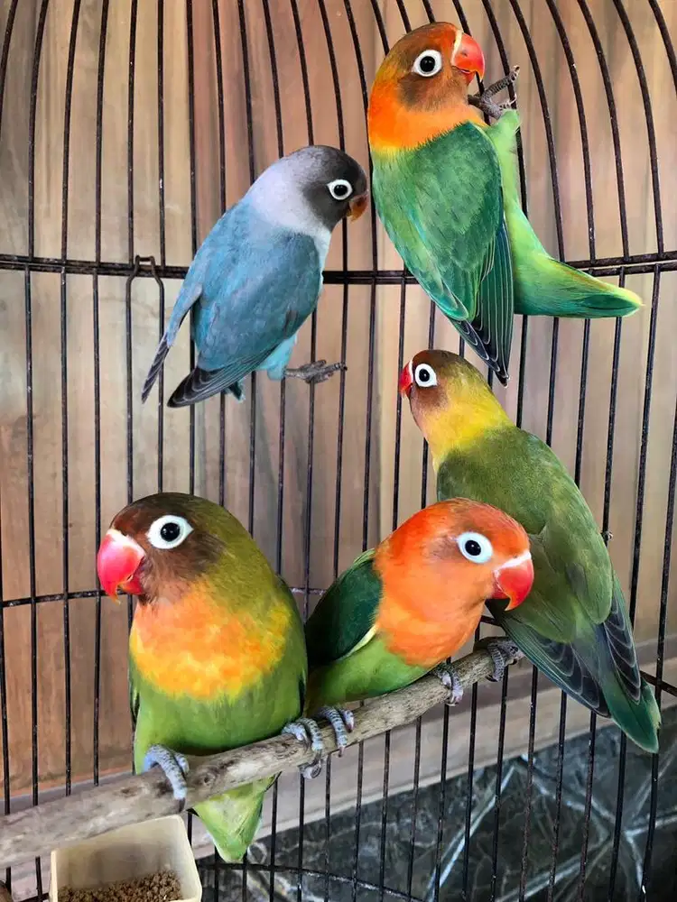 Lovebird anakan (3 bulan)