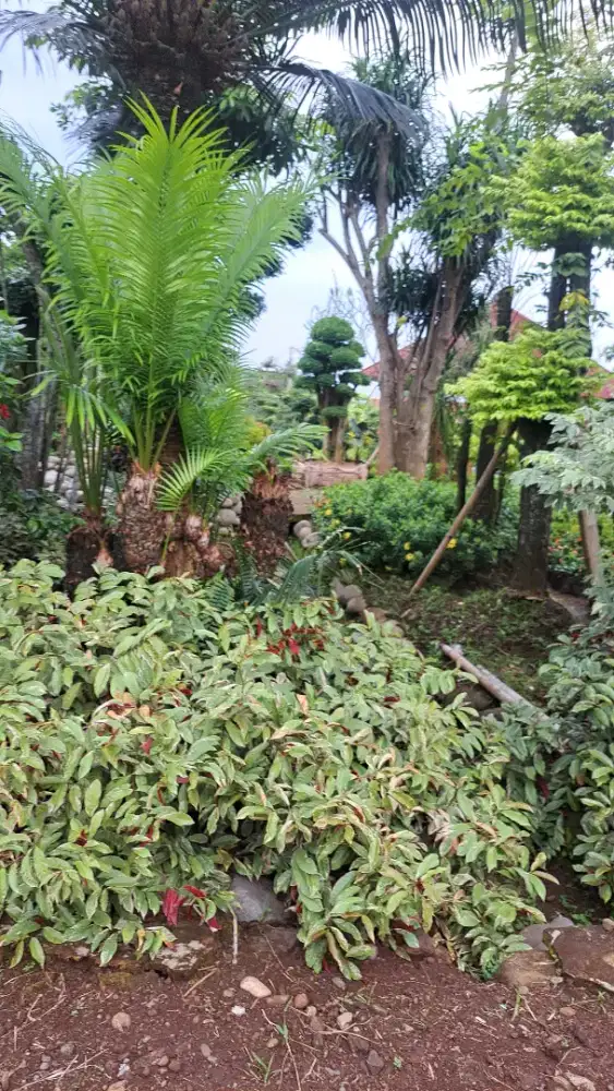 Cari pekerjaan baby sitter sudah ada sertifikat