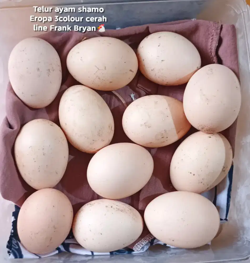 Telur ayam shamo Eropa 3colour orii