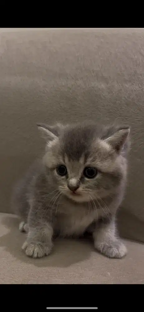 Kucing BSH kitten
