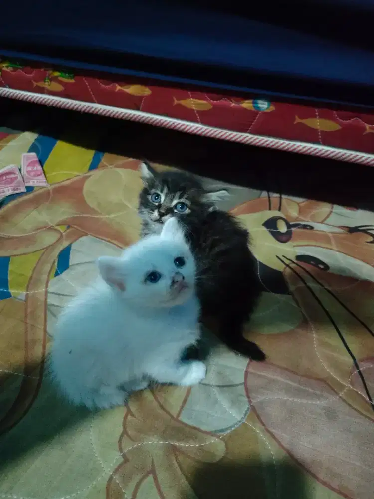 SEPASANG KUCING LUCU