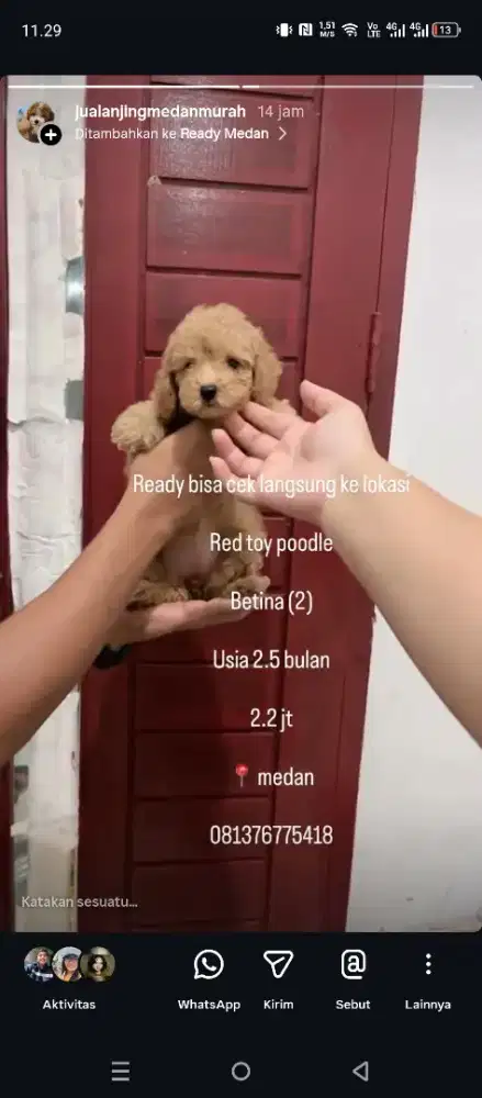 RED TOY POODLE medan