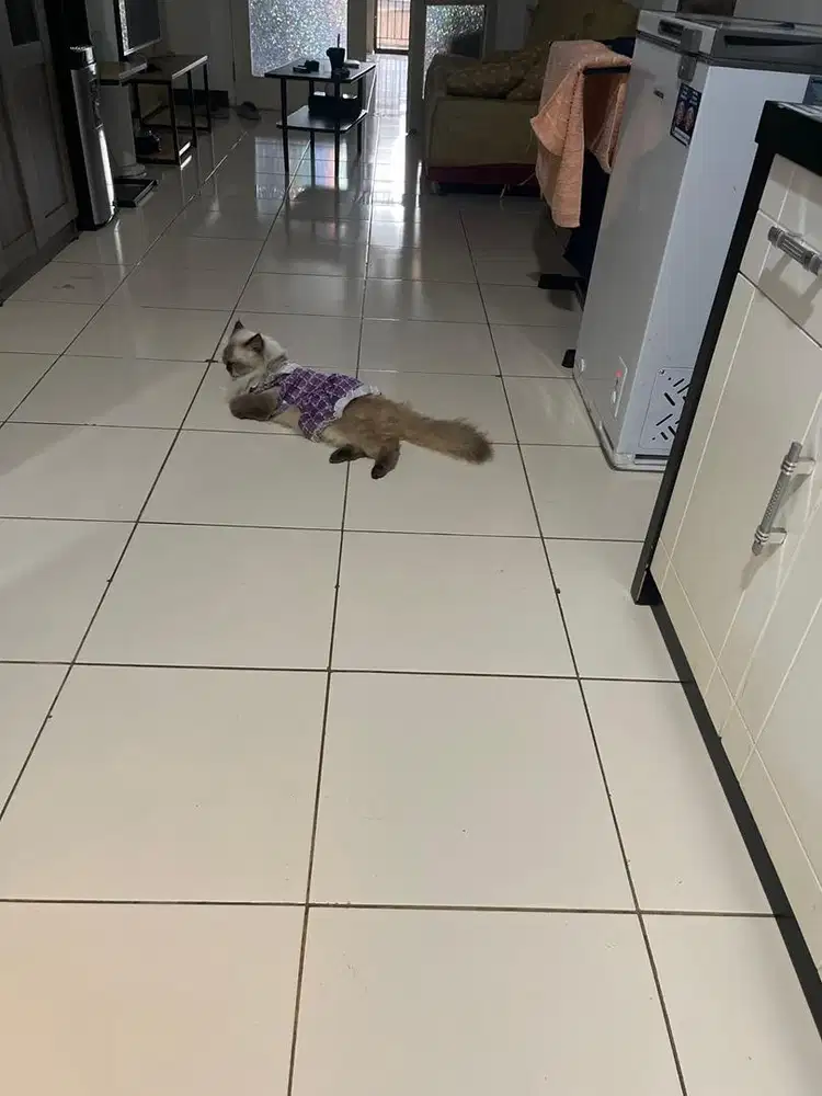 Di butuhkan ART mingguan