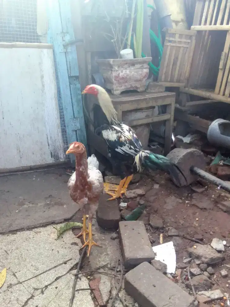 Sepasang Pama usia 5bln an