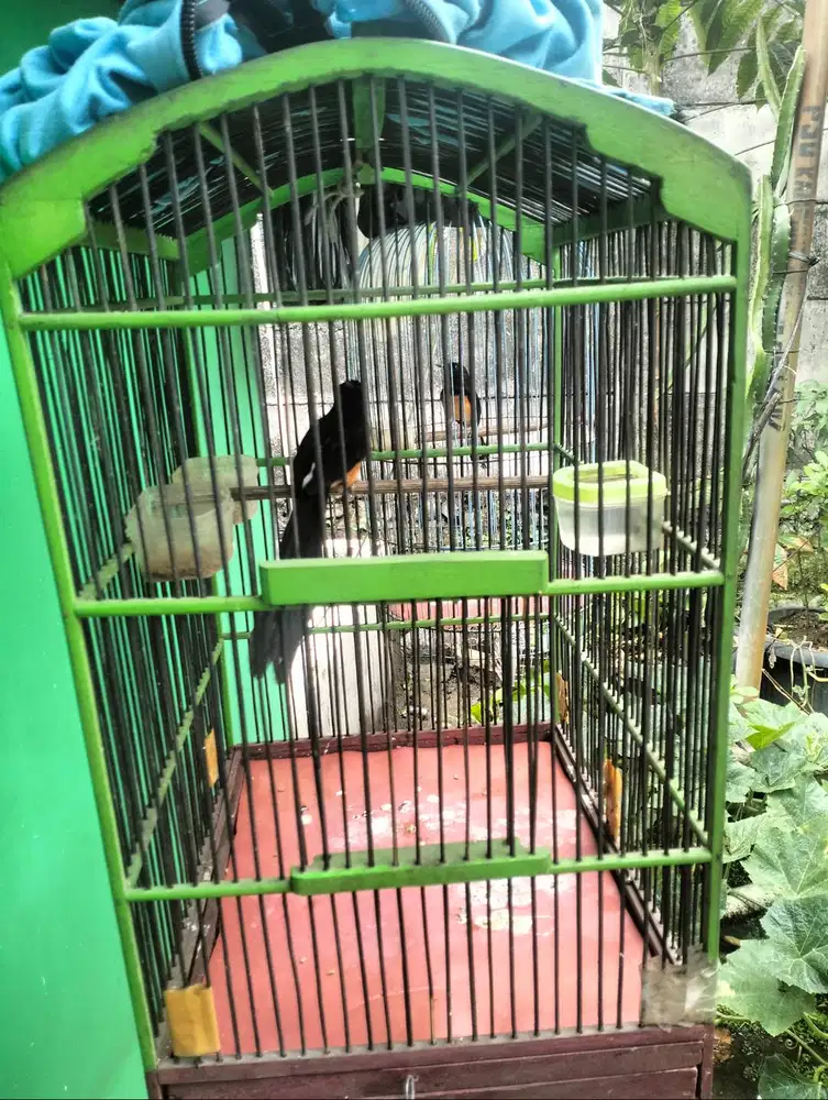 Sepasang murai Medan blum jodoh