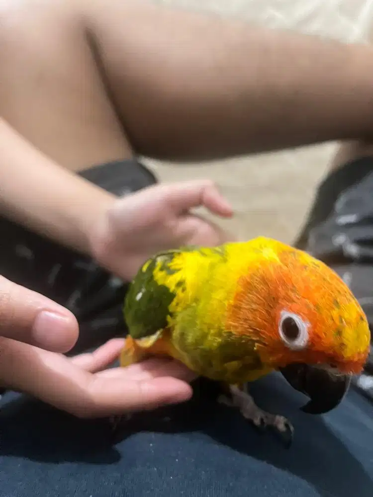 Sun conure Jinak