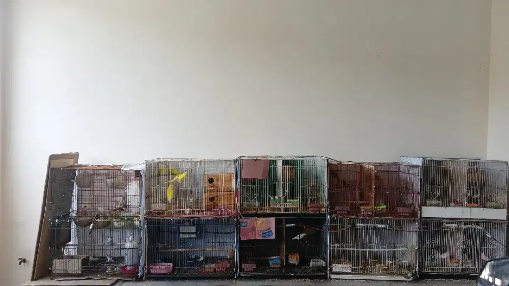 Emprit jepang dan zebra finch holland