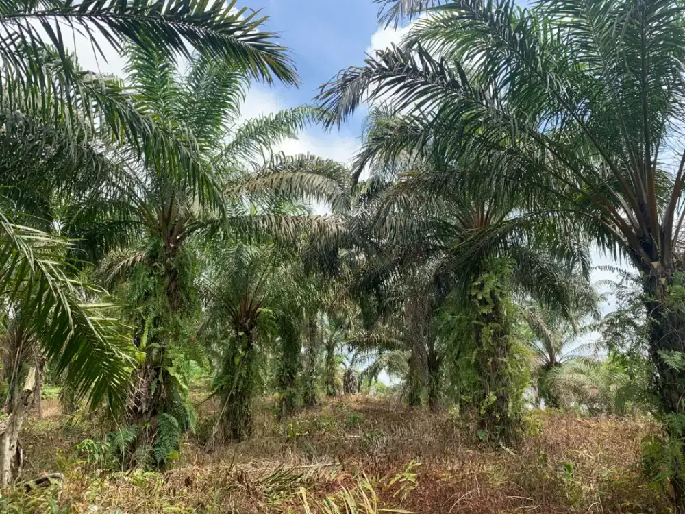 Lowongan Jaga Kebun Sawit