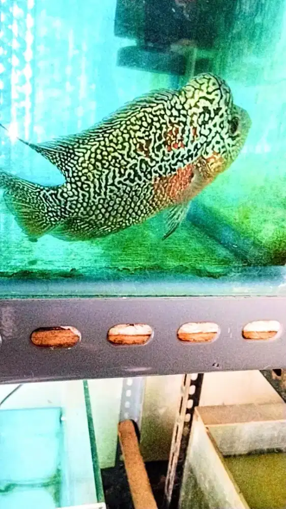 Louhan cencu crosshead