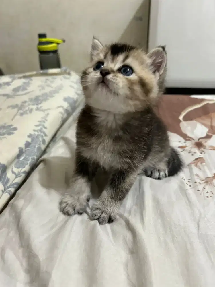 British Short Hair Black Golden