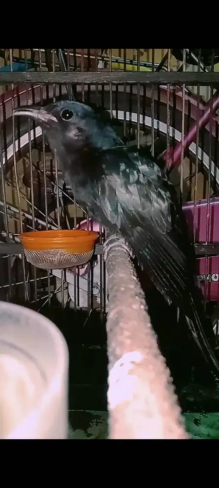 Kedasih hitam makan lahab sehat no cacat