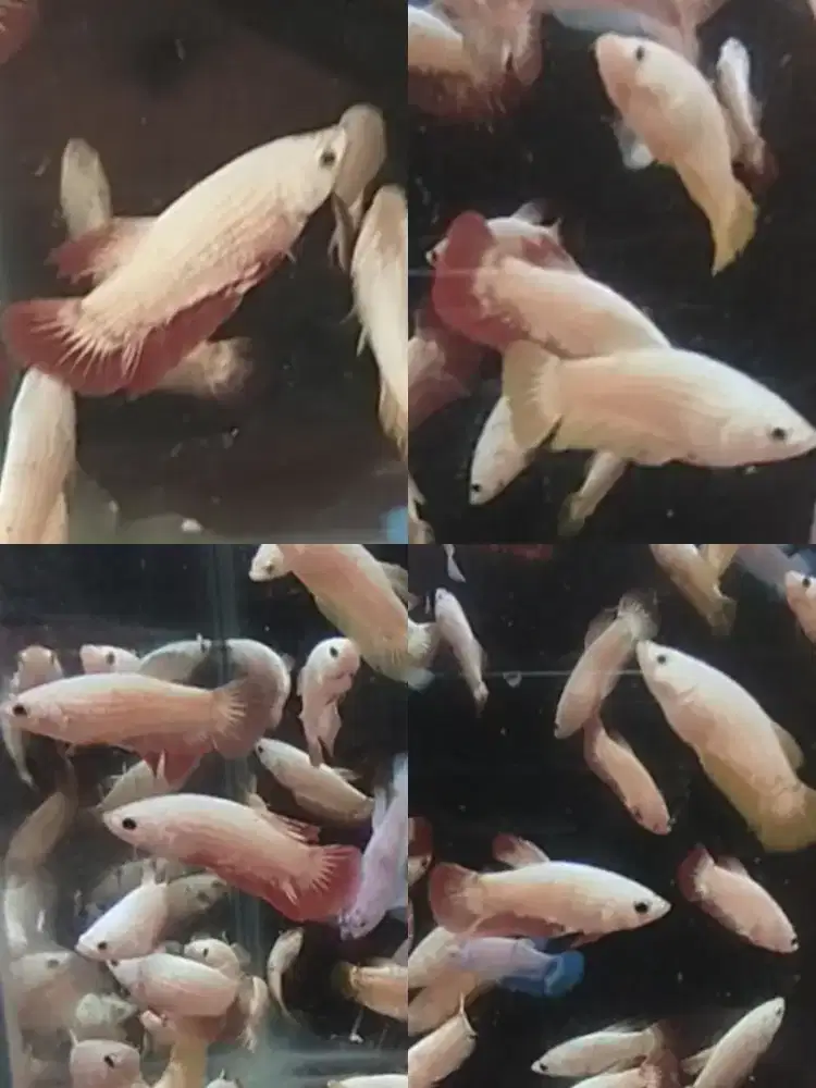 Ikan cupang hias jenis dragon