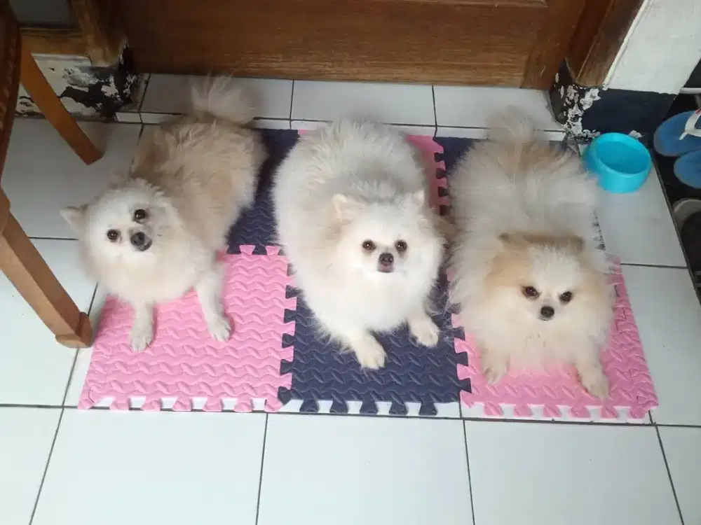 Pomeranian pom stambum vaksin