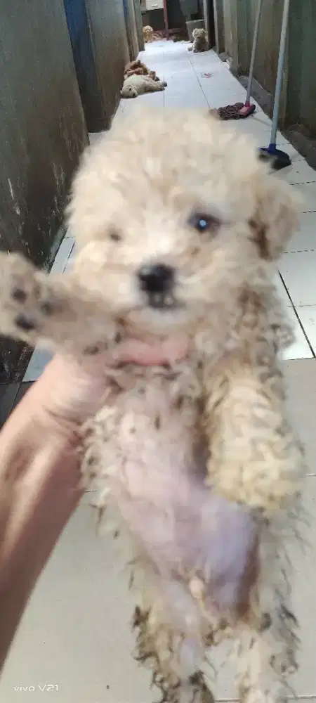 Jual Poodle Lucu Gemoy