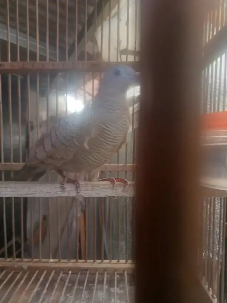 Perkutut udan mas/cream mojopahit jantan