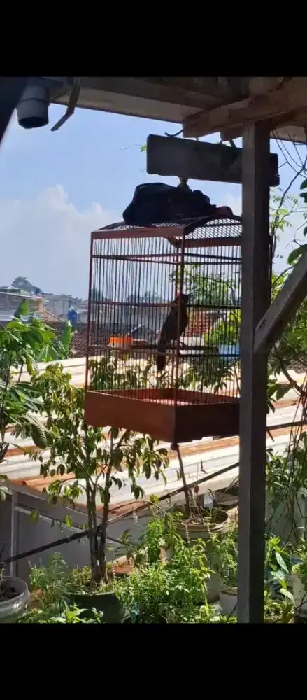 Poksay hongkong mulus gacor