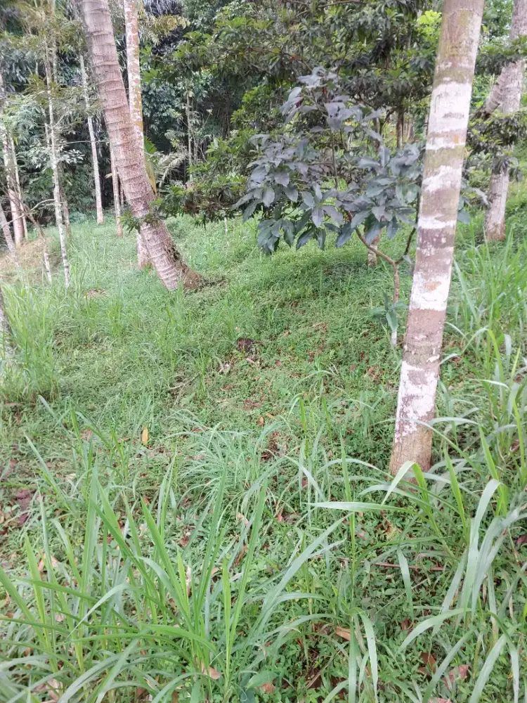 Tanah di perbatasan kec getasan dan kotamadya salatiiga