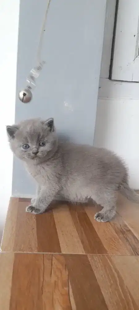 Kitten British Shorthair