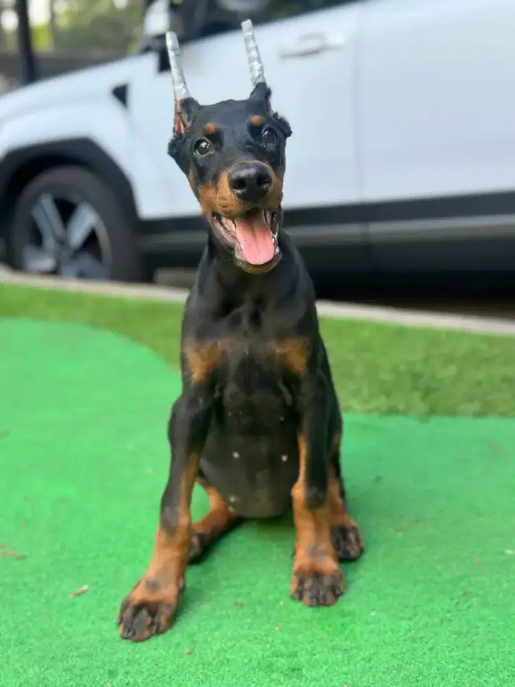 Doberman INA CH  Champion Anakan Champion