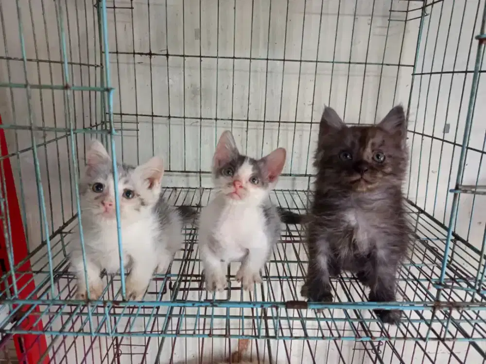 Kucing munchkin 3 bulan