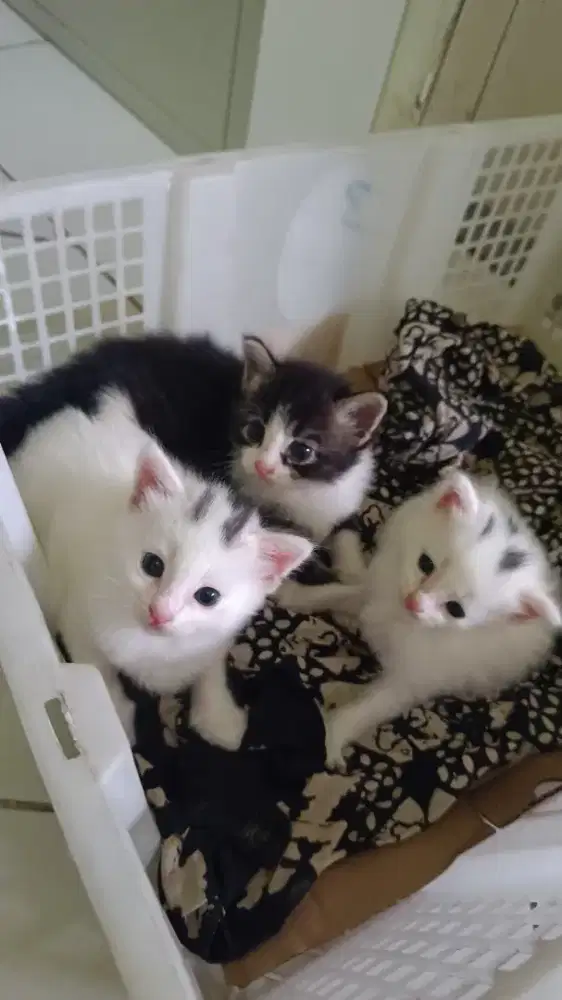 Adopt kitten kucing persia or calico cantik murah