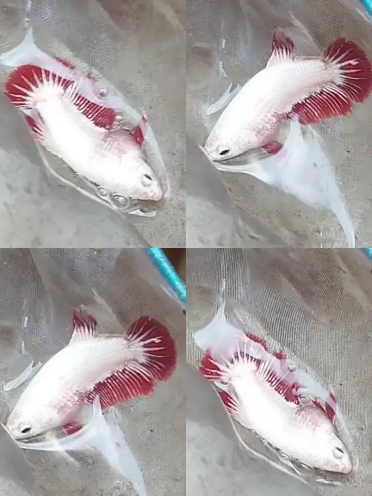 Ikan cupang Red dragon