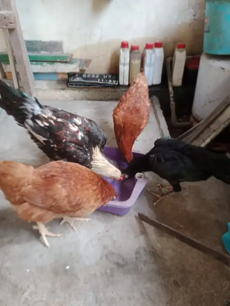 Ayam Kampung Untuk Di Kembang biakan, Harga per Ekor 80.000