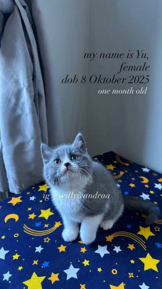 Kucing BSH Kitten Bicolor