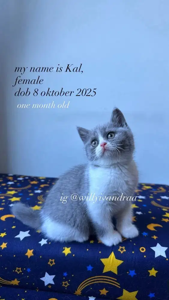 Kucing BSH Kitten Bicolor