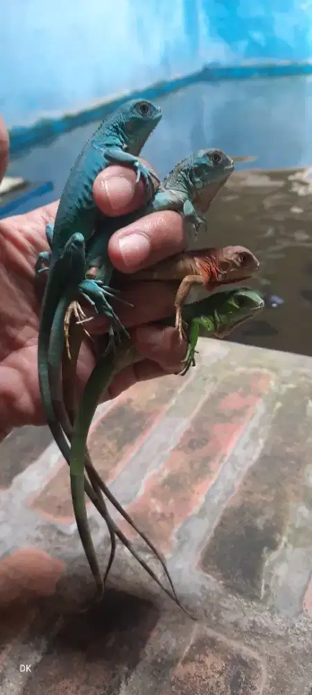 Jual Beby Iguana