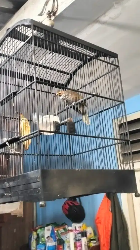 Cucak Rowo gacor dor