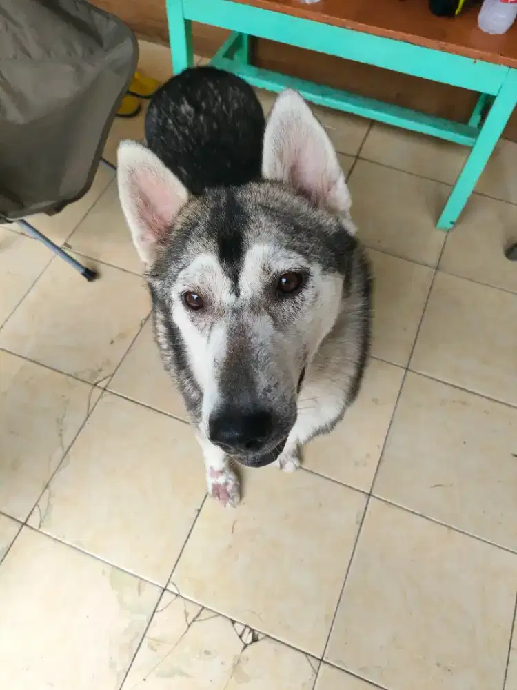 Husky Betina Calon Indukan