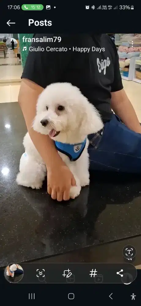 Indukan white toys poodle stambun usia 2thnan