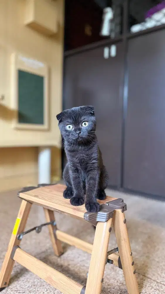 SCOTTISH FOLD BLACK FEMALE