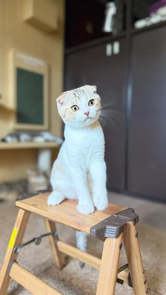 SCOTTISH FOLD GOLDEN TABBY WHITE MALE
